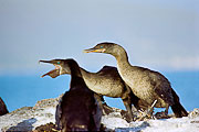 Picture 'Eq1_12_30 Cormorant, Flightless Cormorant, Galapagos, Fernandina, Punta Espinosa'